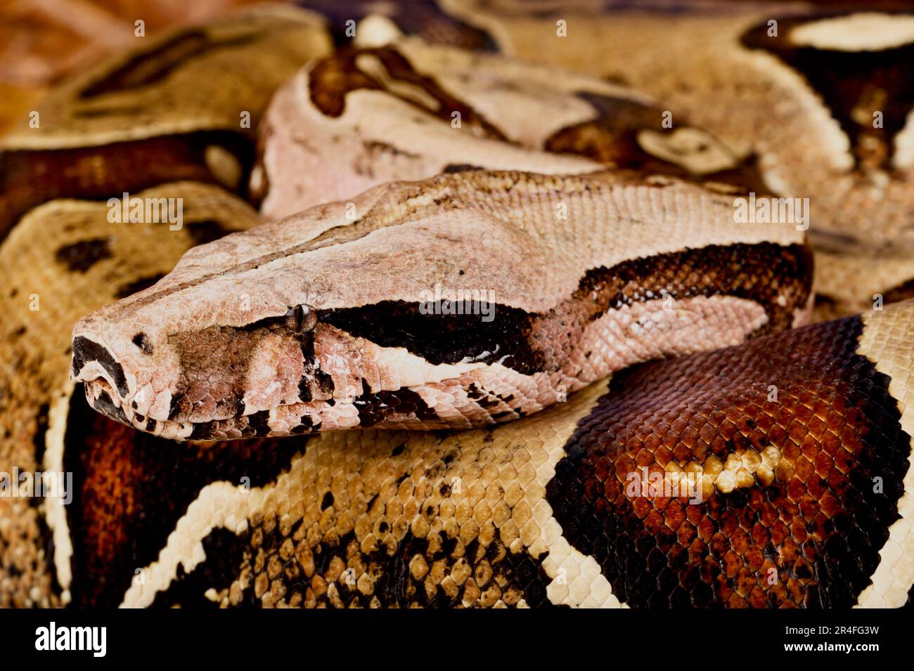 Boa à queue rouge du Suriname (Boa constrictor constrictor) Banque D'Images