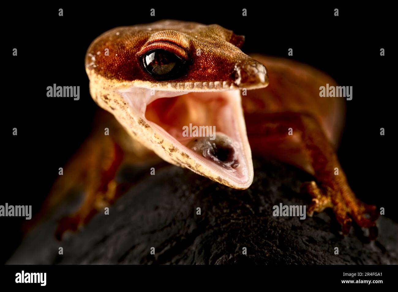 Gecko à yeux de chat (Aeluroscalabotes felinus) Banque D'Images