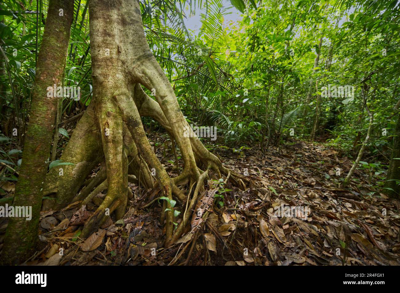 Forêt tropicale de savane, sur la côte du Suriname Banque D'Images