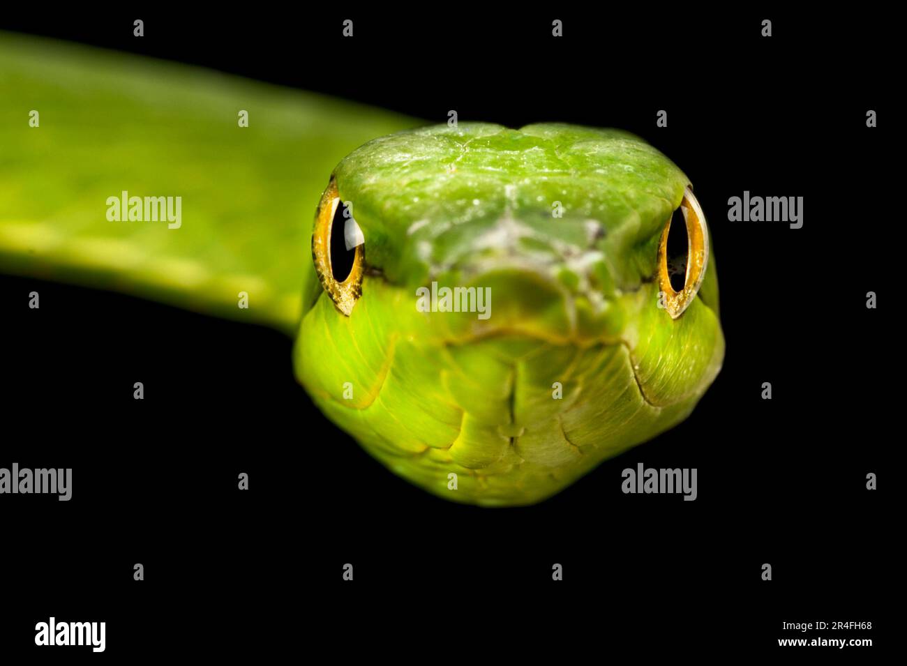 Serpent de vigne vert d'Amérique du Sud (Oxybelis fulgidus) Banque D'Images