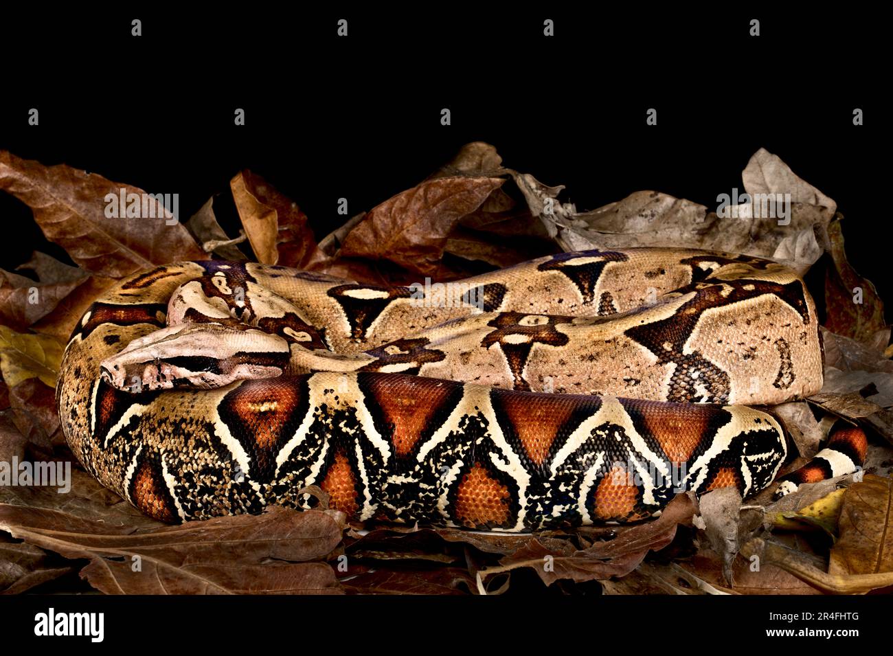 Boa à queue rouge du Suriname (Boa constricteur constricteur) Banque D'Images