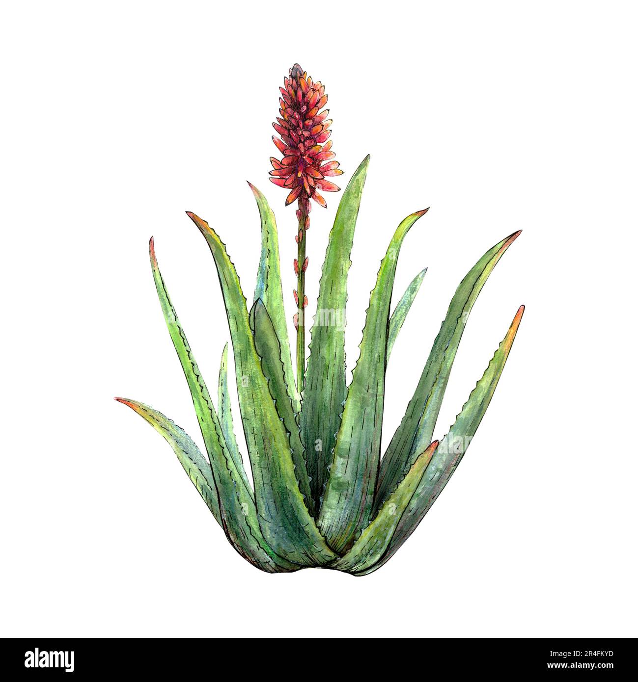 Aquarelle dessin botanique de la plante de vera d'aloès avec des tiges, des feuilles, des fleurs sur fond blanc. Image réaliste et détaillée pour l'illustration, les autocollants Banque D'Images
