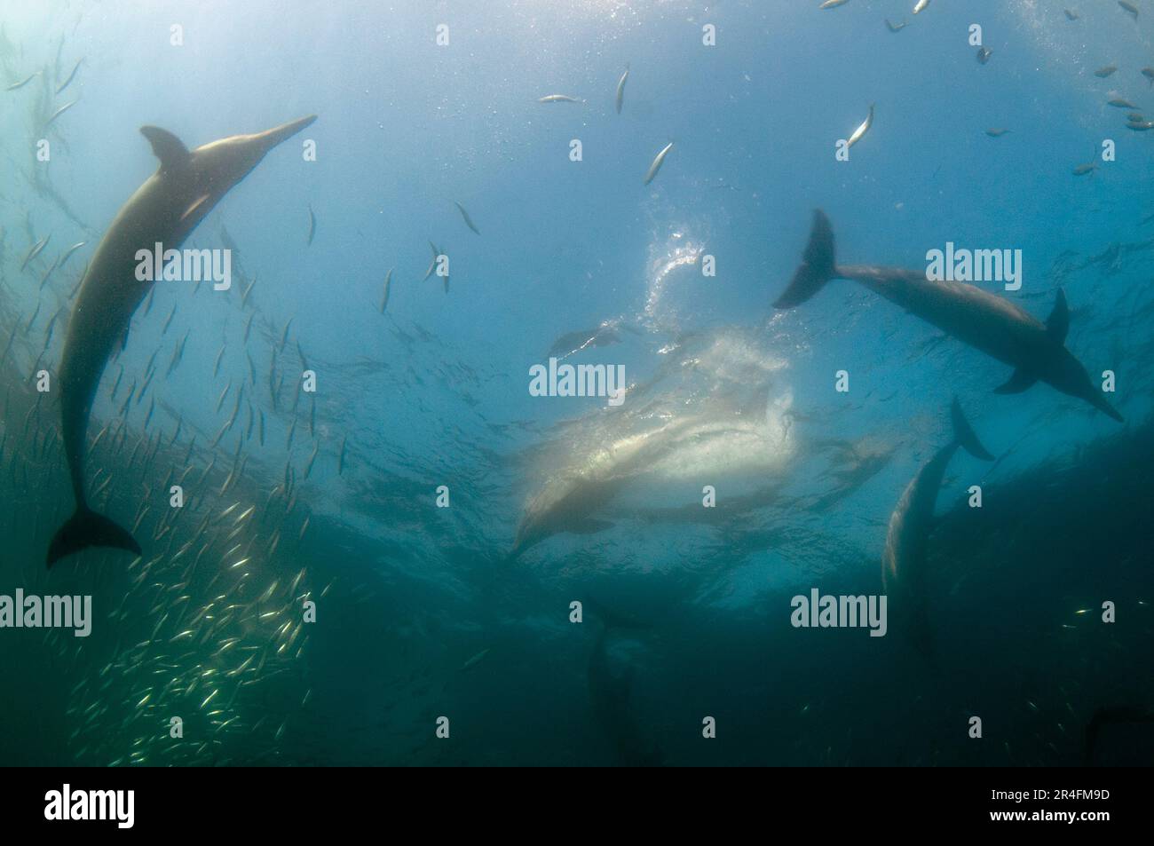 Dauphins à bec long, Delphinus capensis, sautant au-dessus de la surface et se nourrissant de baitball, école de pilchards d'Afrique australe, Sardinops sagax Banque D'Images