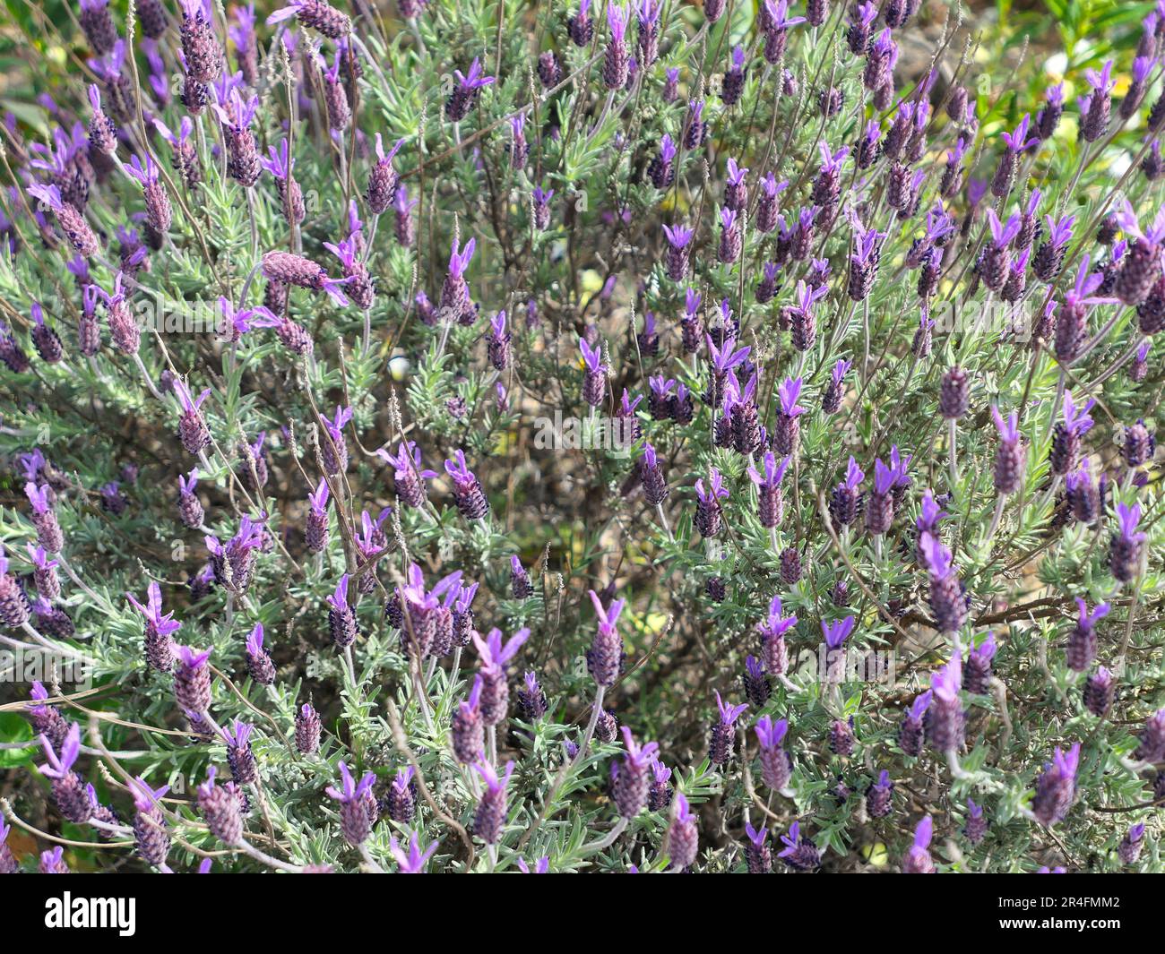 Masses de fleurs de lavande et de feuillage Banque D'Images