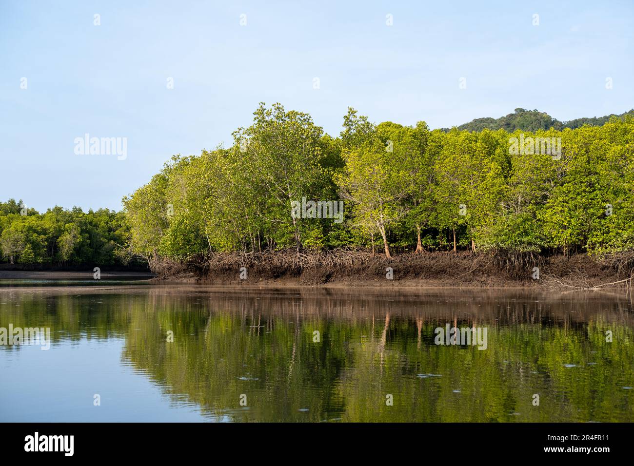 Forêt de mangroves, y compris les arbres et les arbustes qui poussent dans des habitats côtiers salins dans les tropiques et les sous-tropiques Banque D'Images