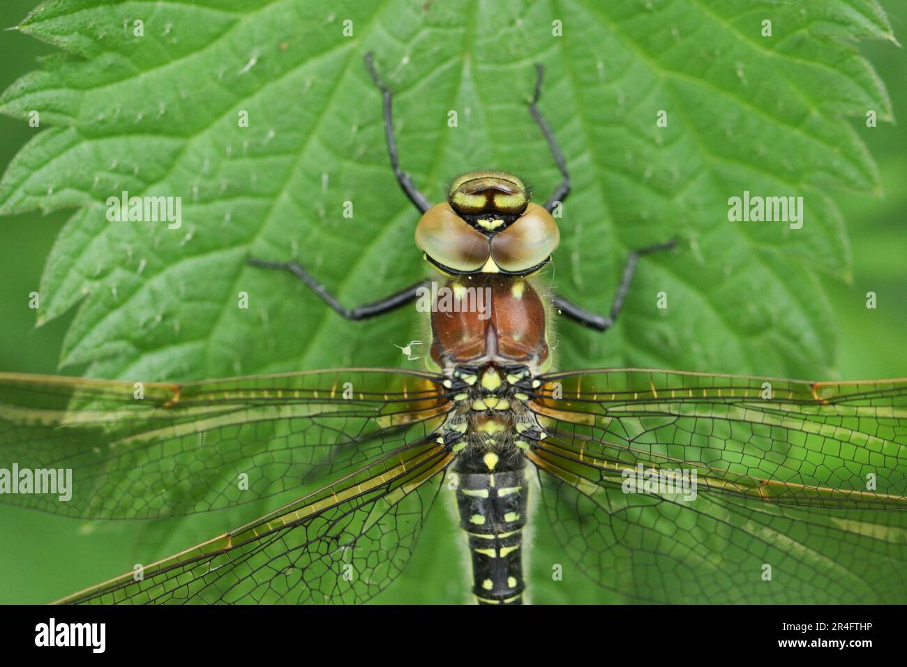 Un coup de tête d'une libellule aimée femelle, Brachytron pratense, perchée sur une feuille. Banque D'Images