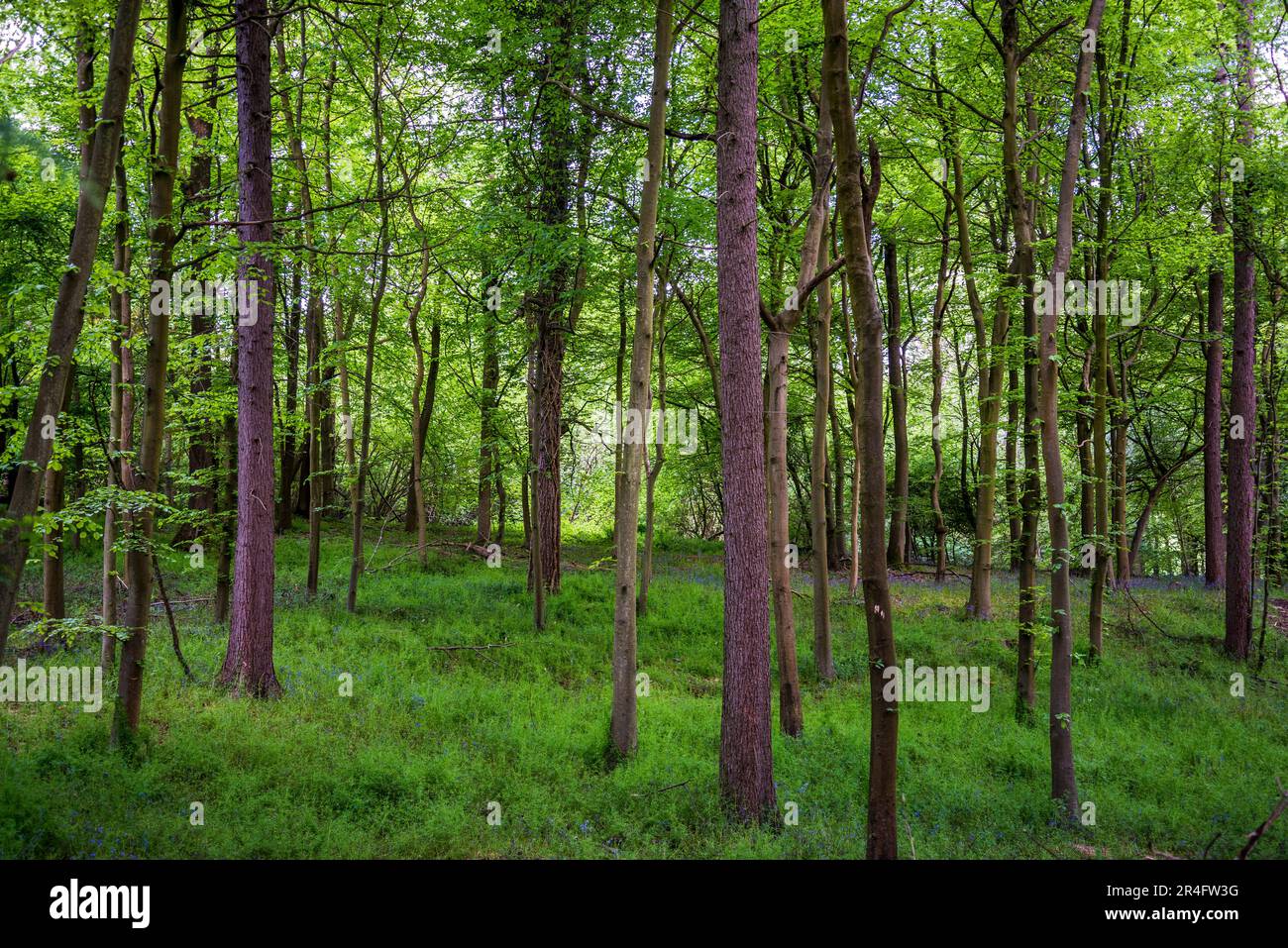 Woodland, Surrey Hills, Surrey, Angleterre, Royaume-Uni Banque D'Images