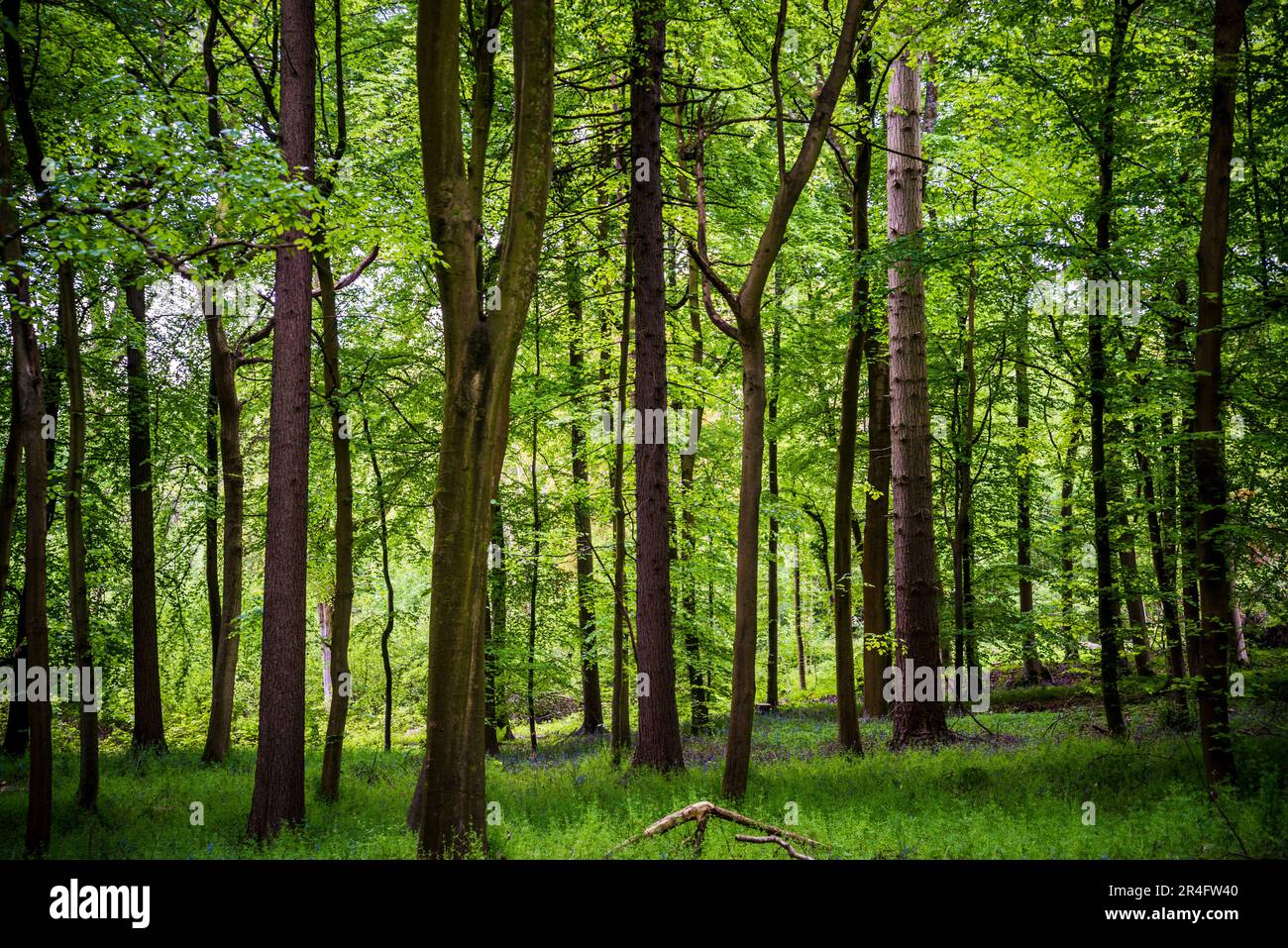 Woodland, Surrey Hills, Surrey, Angleterre, Royaume-Uni Banque D'Images