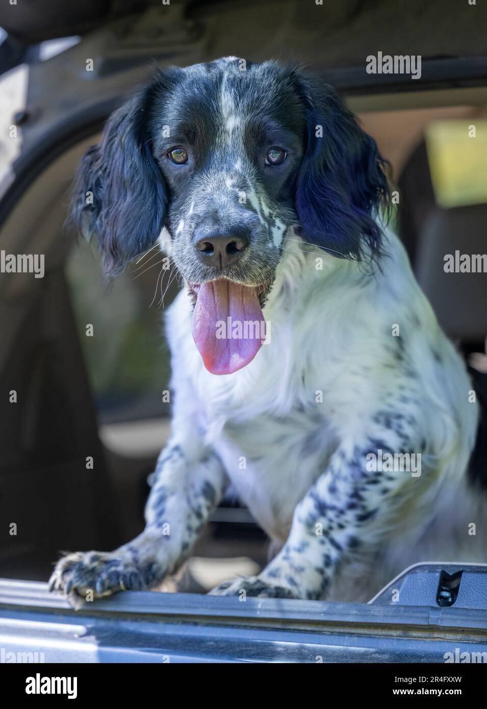 Un Springer Spaniel anglais mâle de six mois, noir et blanc, le jour de l'été, dans le sac d'un 4x4 Banque D'Images