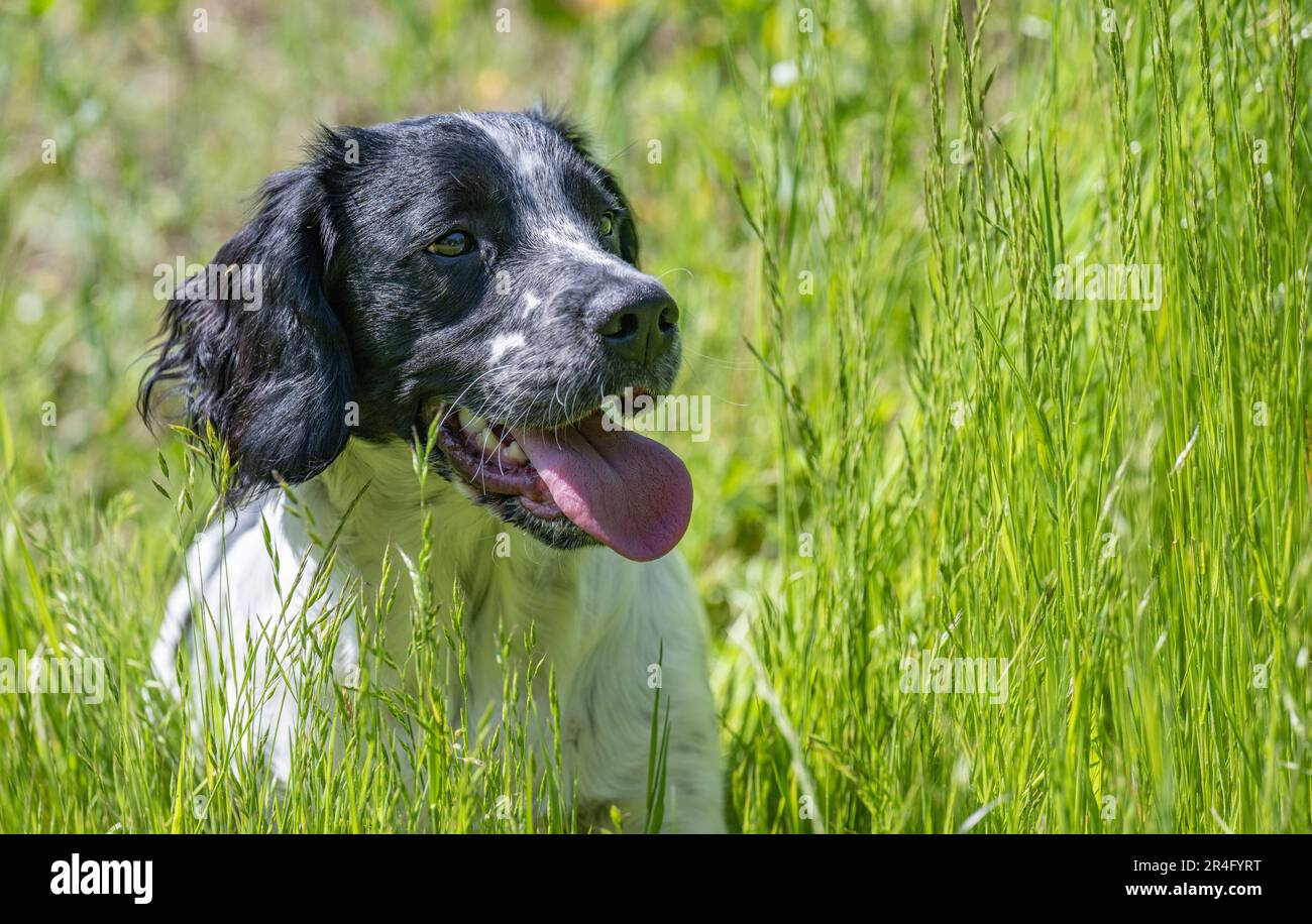 Un Springer Spaniel anglais de six mois, noir et blanc, un jour d'été dans un champ d'herbe Banque D'Images