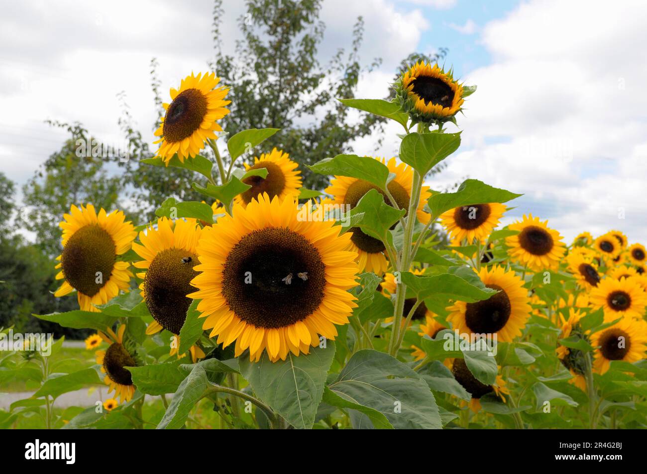 Tournesol (Helianthus annuus) champ tournesol unique dans le champ, tournesol Banque D'Images