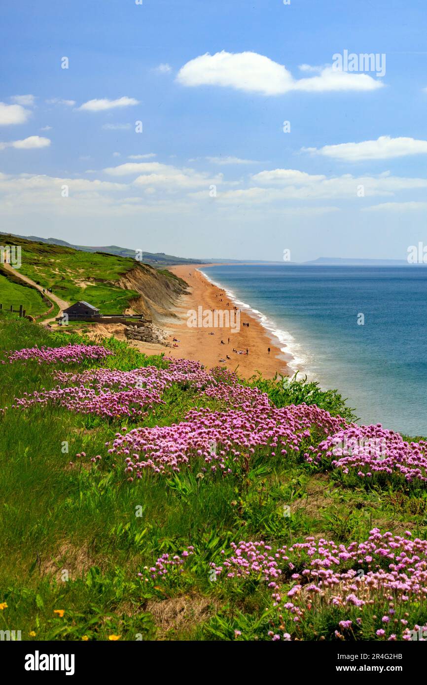 Tableau Moderne Sur Toile - Champ De Fleurs Sur Falaise Au Bord De La Mer - Neuf - UK