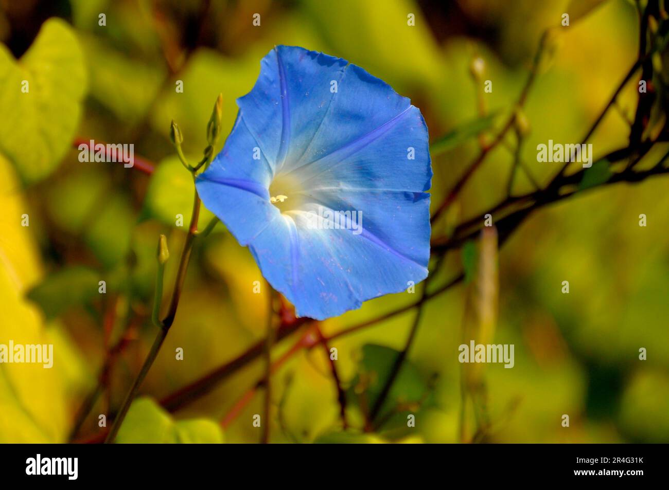 Bleu matin gloire floraison dans le jardin, Ipomoea violacea Banque D'Images