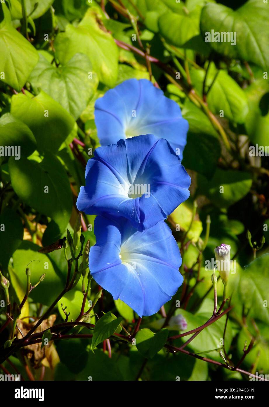 Bleu matin gloire floraison dans le jardin, Ipomoea violacea Banque D'Images