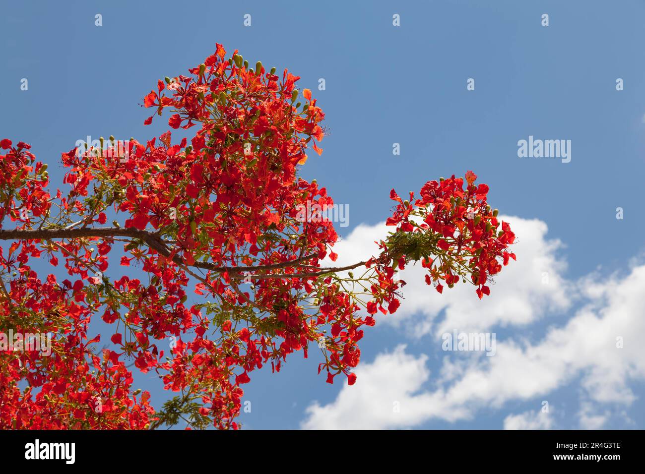 Royal Poinciana (Delonix regia) Banque D'Images