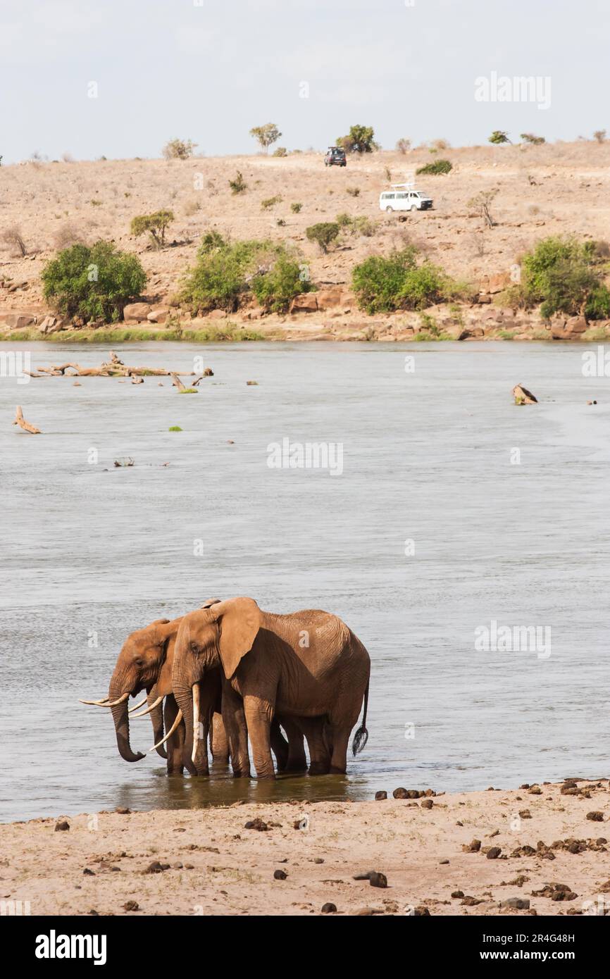Le Kenya, l'Est de Tsavo National Park. Deux éléphants avec un véhicule de tourisme sur l'arrière-plan Banque D'Images