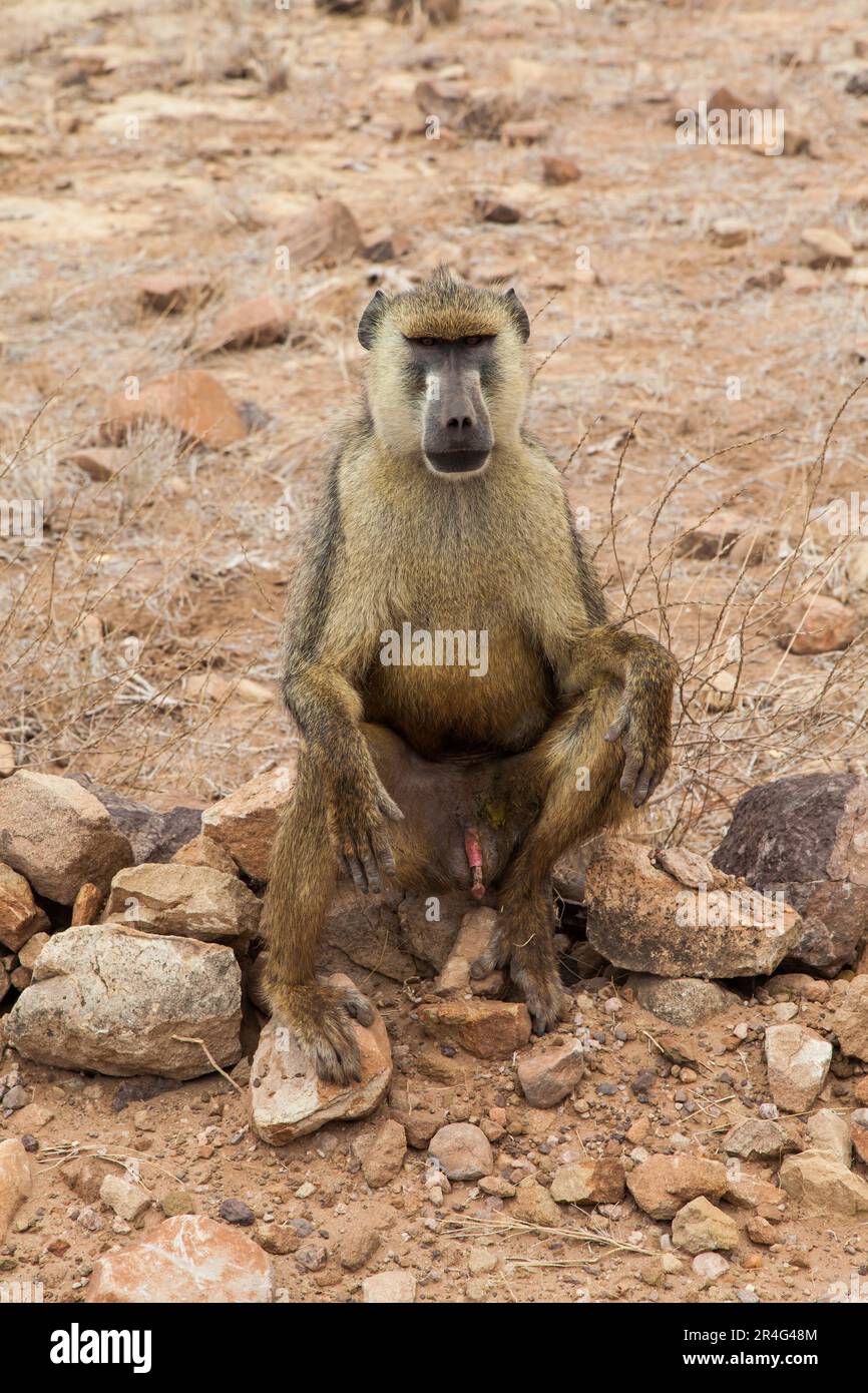 Le Kenya, l'Est de Tsavo National Park. Un babouin libre dans sa terre Banque D'Images