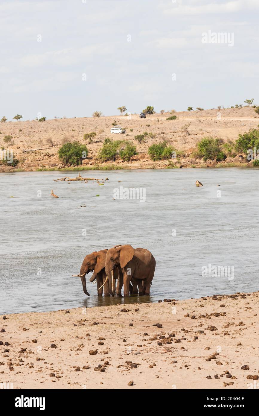 Le Kenya, l'Est de Tsavo National Park. Deux éléphants avec un véhicule de tourisme sur l'arrière-plan Banque D'Images