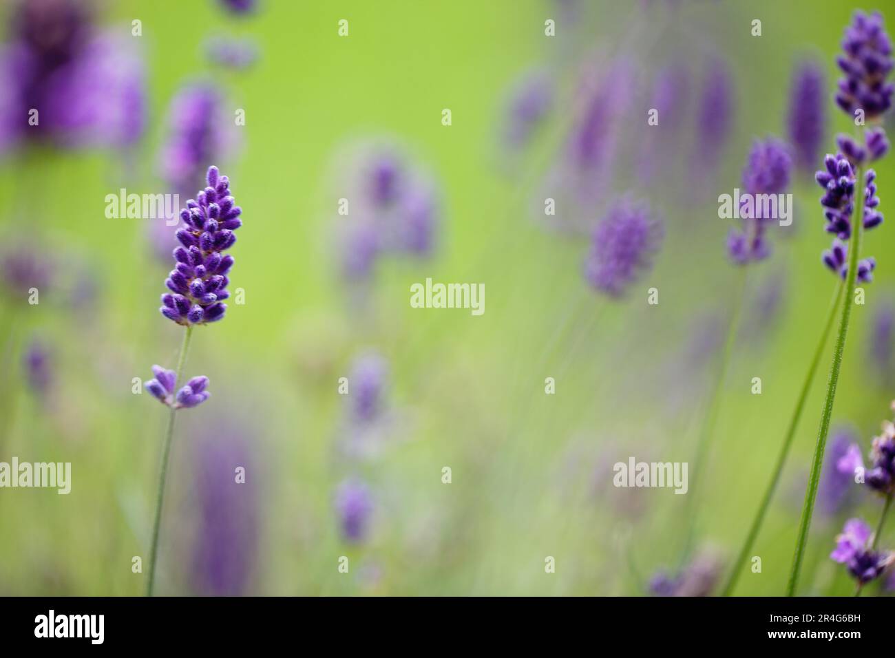 Lavande dans le jardin d'été Banque D'Images