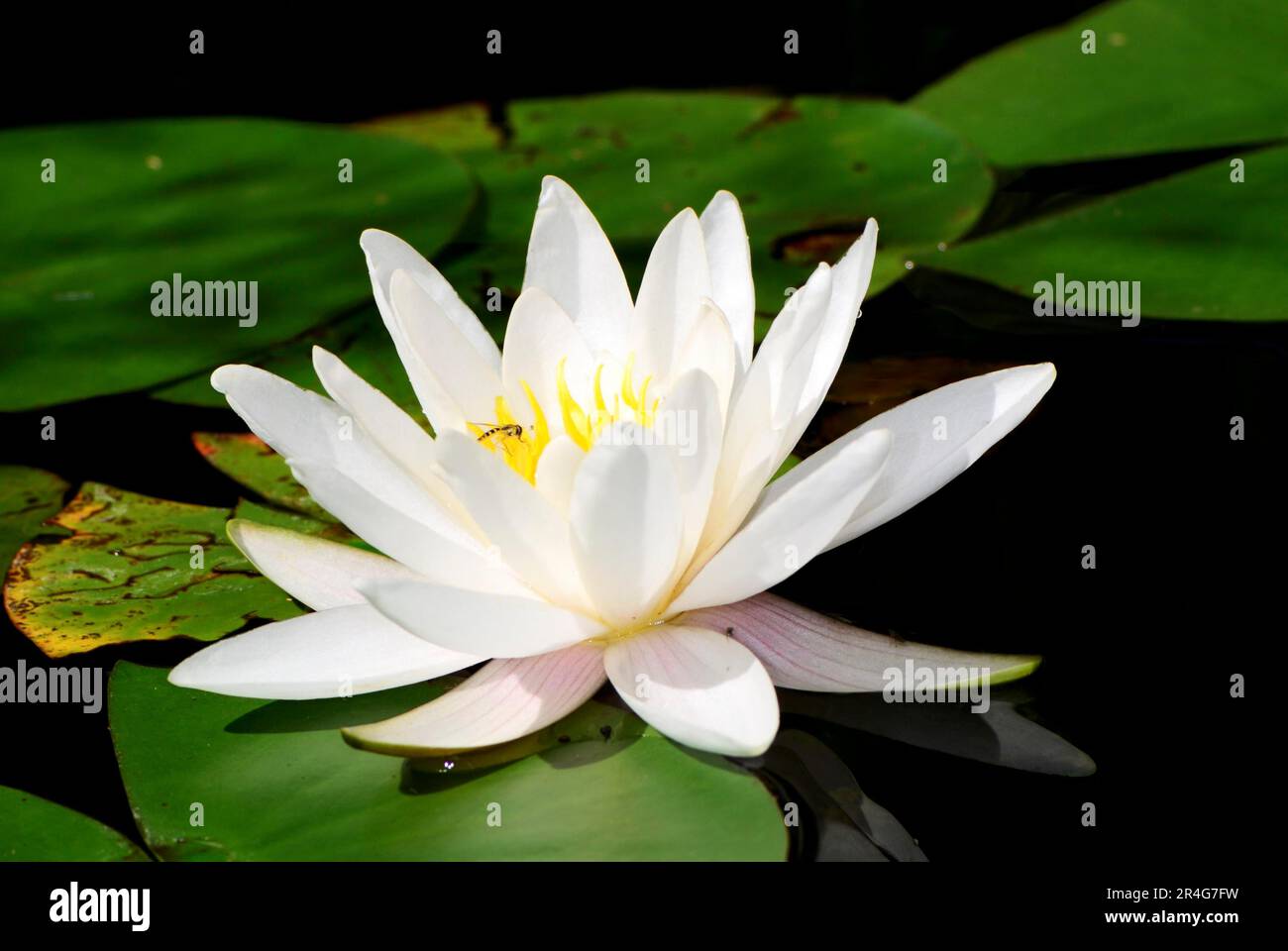 Fleur de lotus blanc dans l'étang Banque D'Images