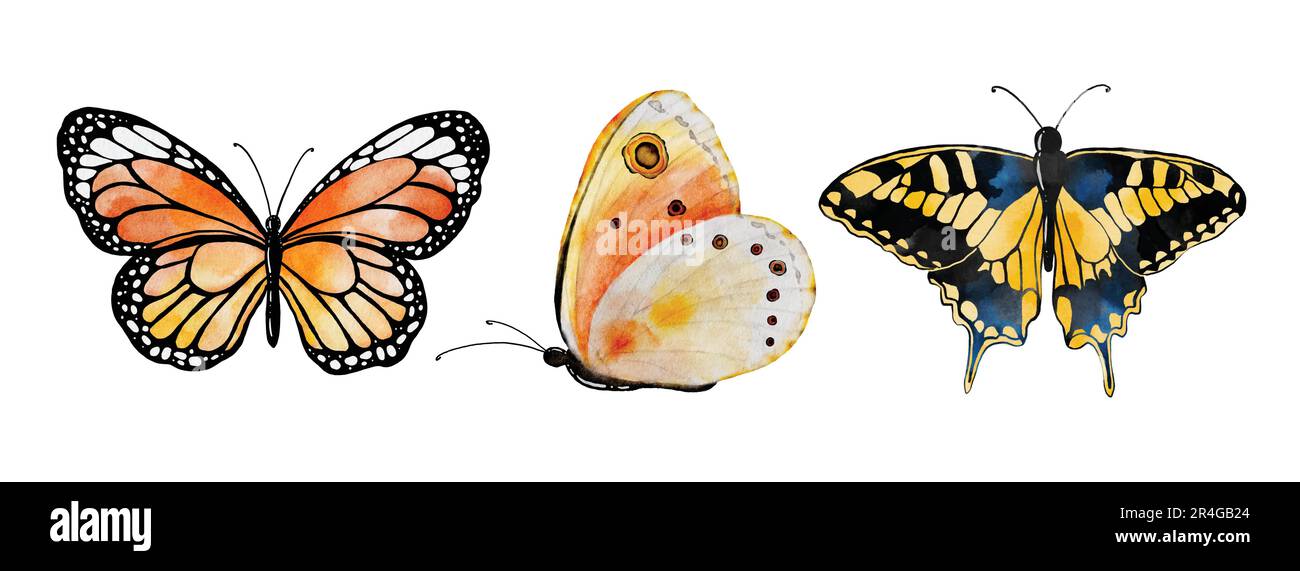 Collection de papillons multicolores aquarelle, éléments de papillons vectoriels sur fond blanc. Illustration papillon adapté à la décoration dans votre Illustration de Vecteur