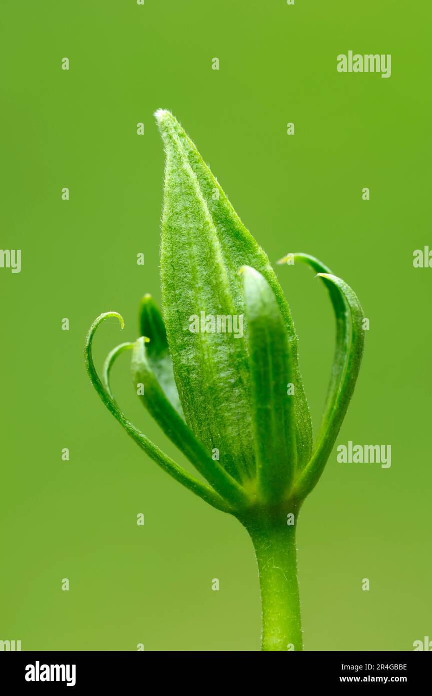 Hibiscus chinois (Hibiscus rosa-sinensis), bourgeon, rose de Chine, fleur de chaussure Banque D'Images