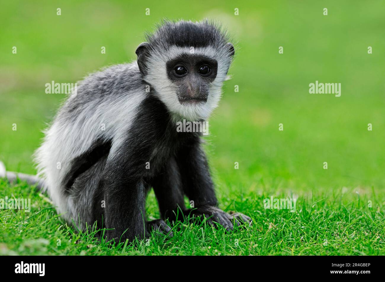 Jeune singe noir et blanc (colobus), guérieza mangée (Colobus guereza) Banque D'Images