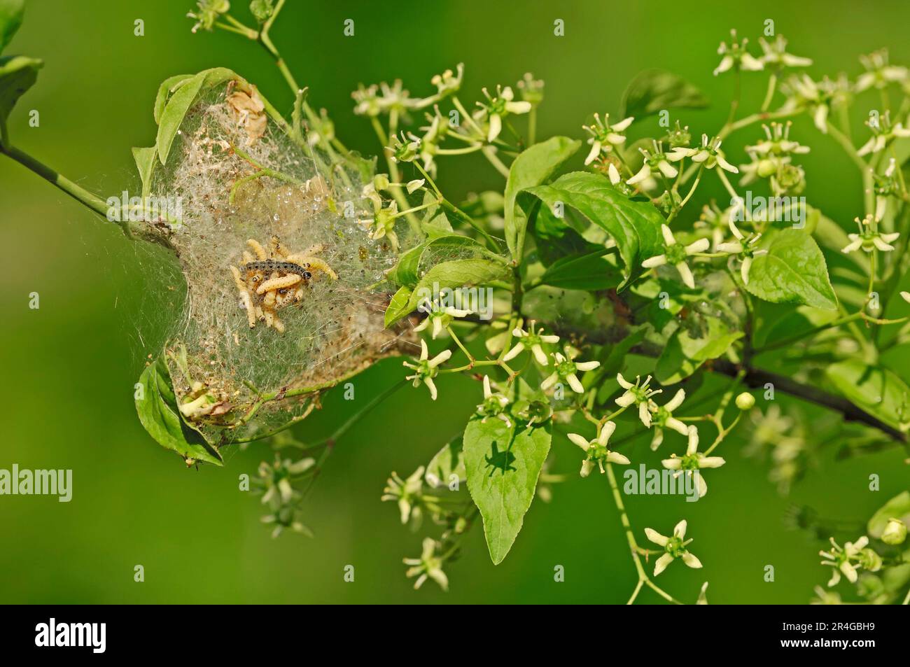 Hermine de broche (Yponomeuta cagnagella), chenilles, sur broche européenne (Euonymus europaeus), Rhénanie-du-Nord-Westphalie (Euonymus europaea) Banque D'Images