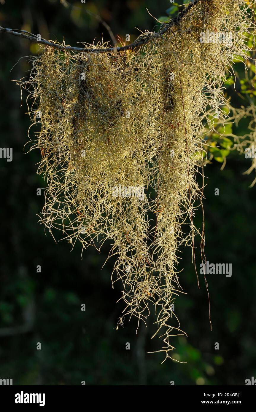 Mousse espagnole (Tillandsia usneoides), parc national de Myakka River, Floride, États-Unis Banque D'Images