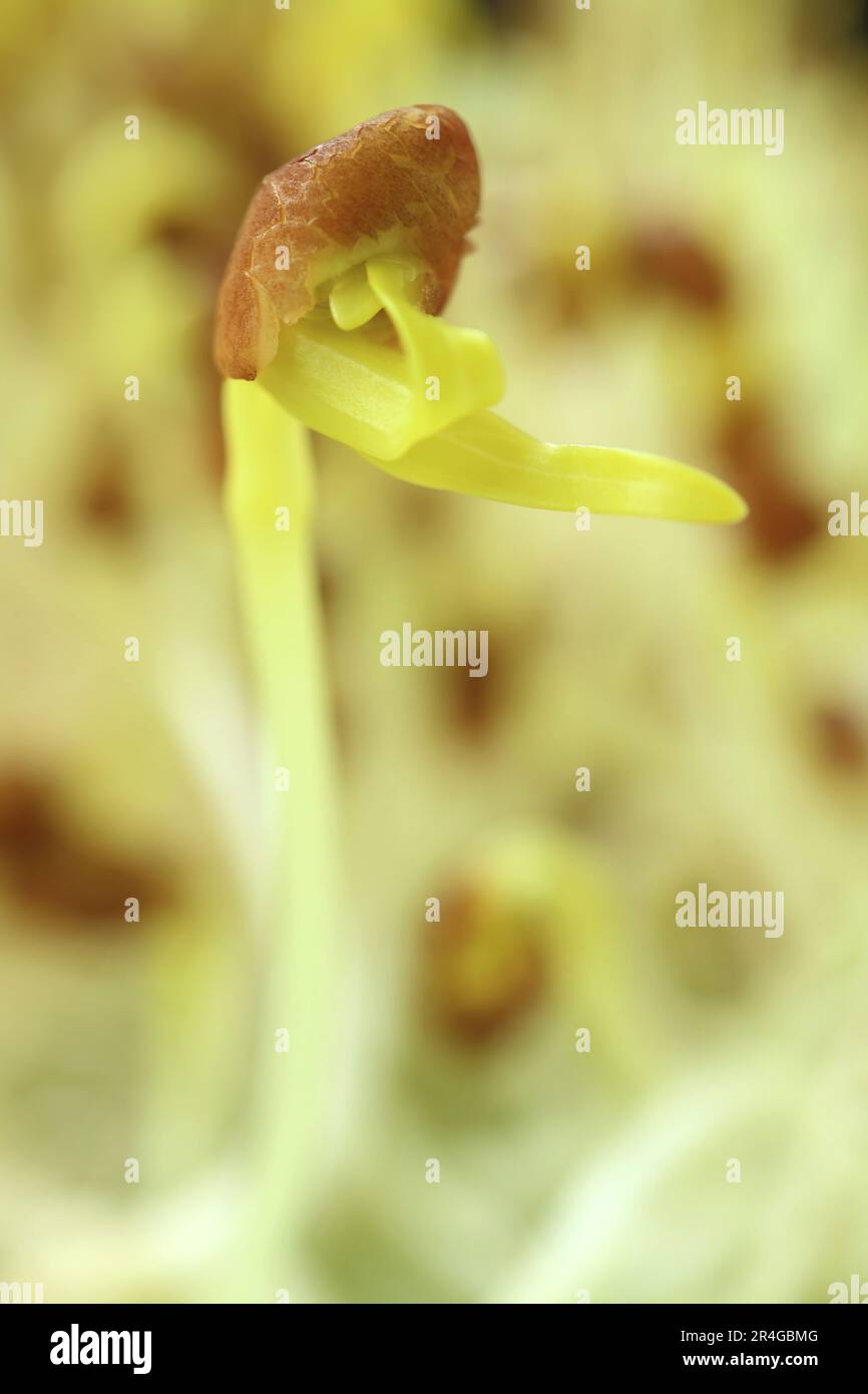 Gros plan des plantules d'épinards à l'eau verte de la Pale avec leur première couche de feuilles et de graines Banque D'Images