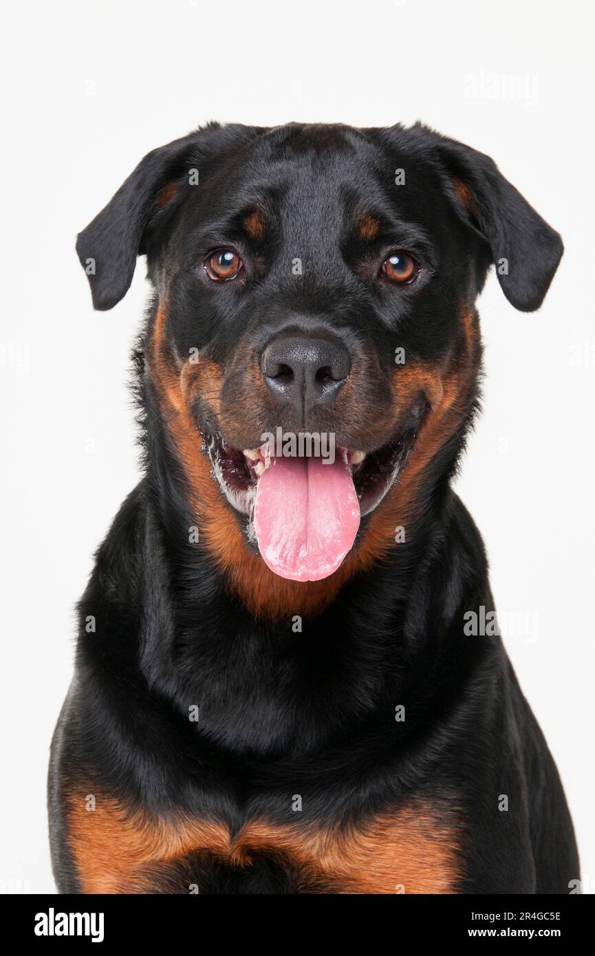 Rottweiler, homme, 1 ans Rottweiler, homme, 1 ans Banque D'Images