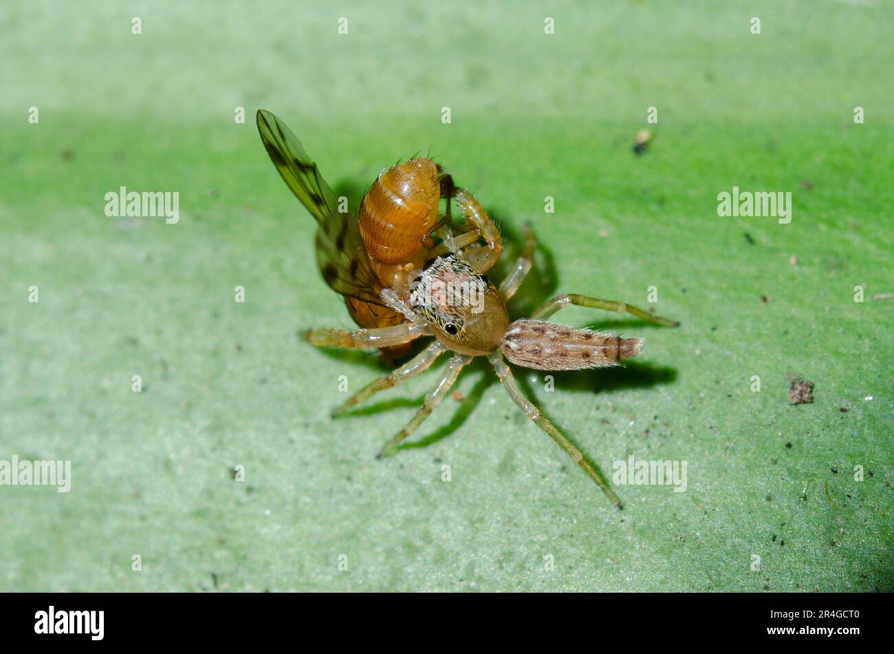 Araignée juvénile, Bavia sexpunctata, avec mouche des fruits, famille des Tephritidae, proie, Klungkung, Bali, Indonésie Banque D'Images