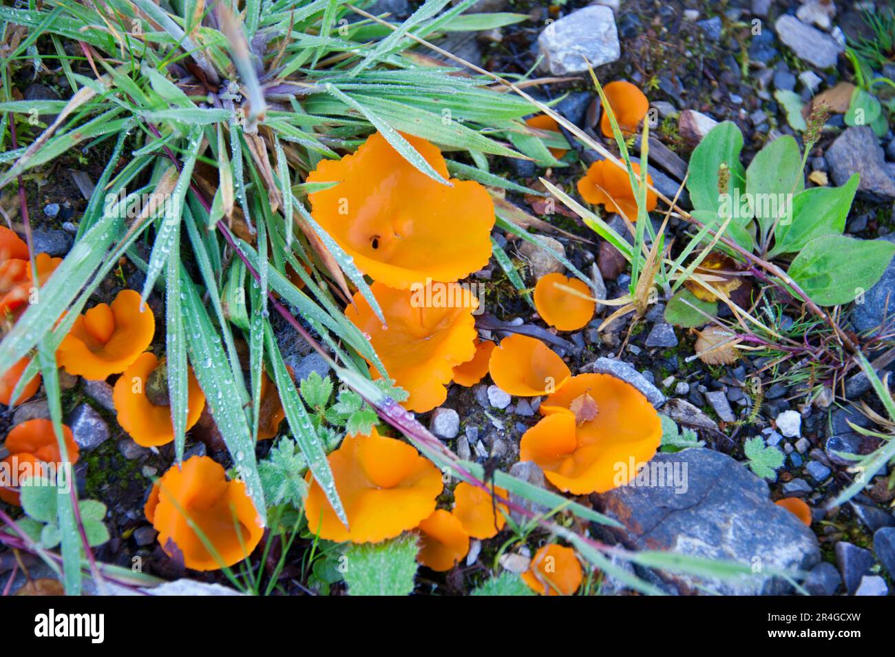 Champignon de la peline d'orange (Aleuria aurantia), Écosse Banque D'Images