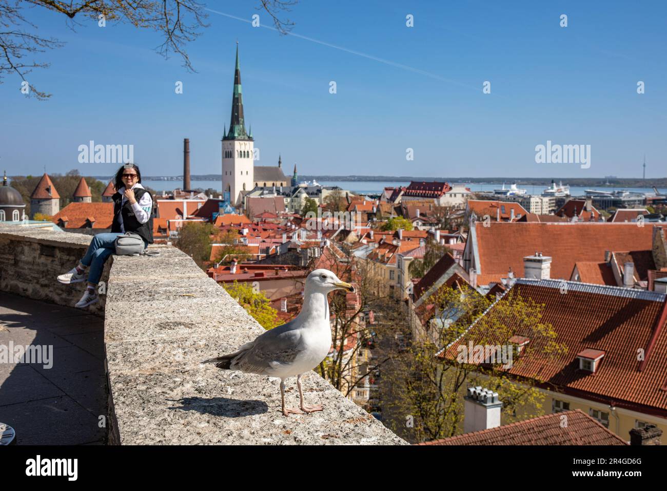 Une touriste féminine et un goéland argenté européen (Larus argentatus) sur le bord de la plate-forme d'observation de Kohtuotsa à Vanalinn, la vieille ville de Tallinn, Estonie Banque D'Images
