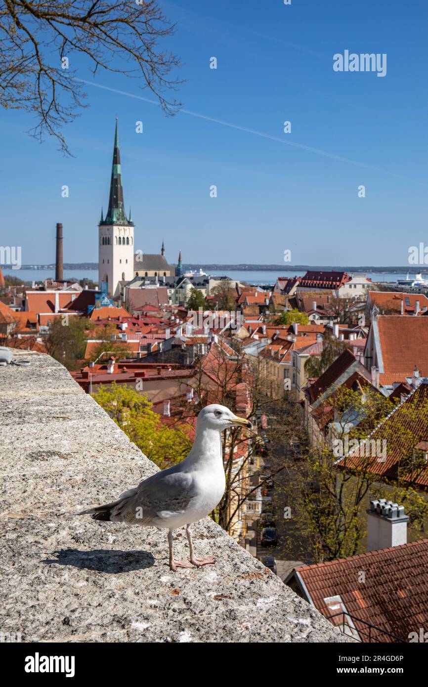 Le Goéland argenté européen, Larus argentatus, se trouve au bord de la plate-forme d'observation de Kohtuotsa à Vanalinn, la vieille ville de Tallinn, en Estonie Banque D'Images