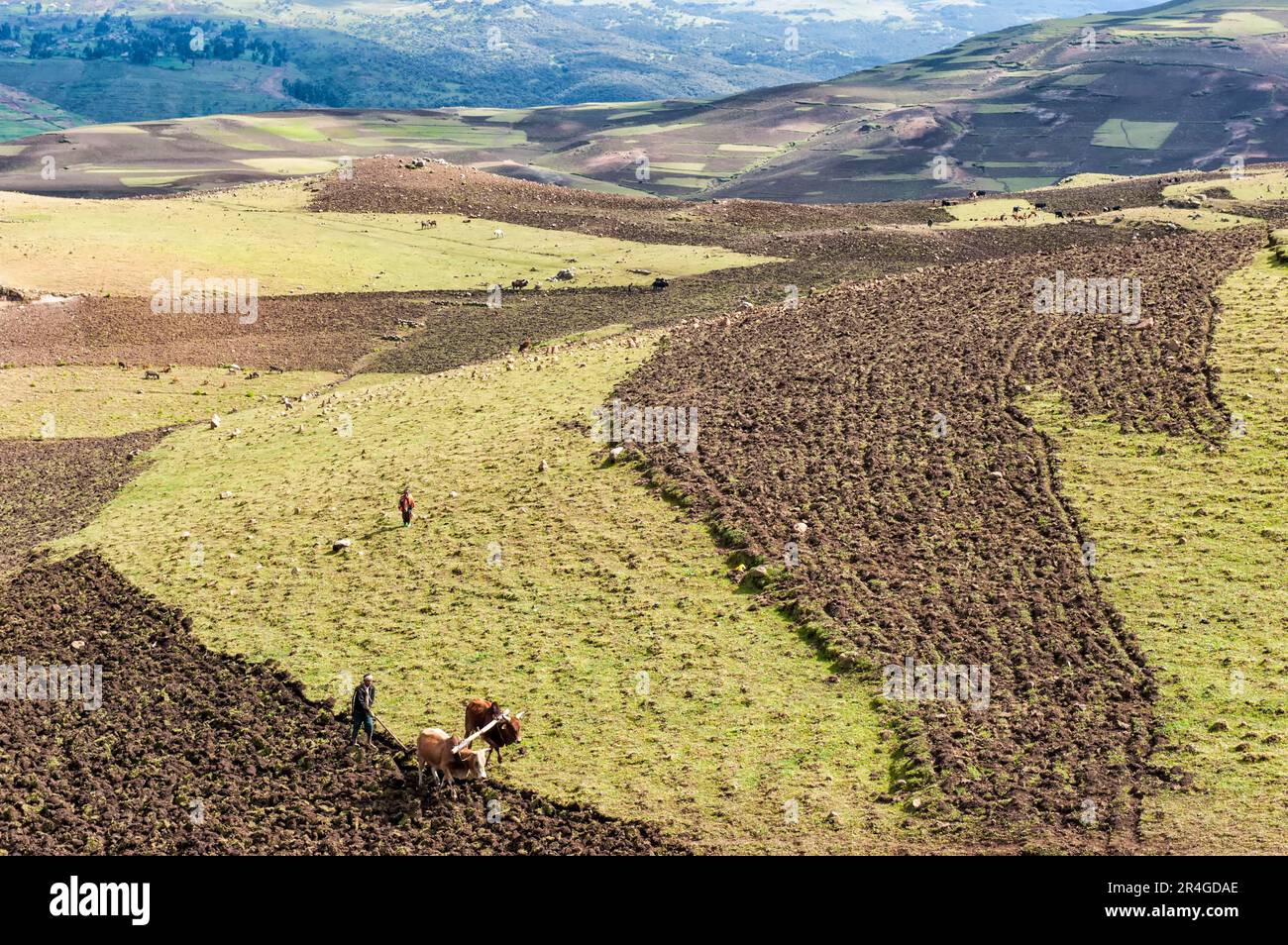 Agriculteur travaillant dans les champs, montagnes Simien, Parc national des montagnes Simien, région d'Amhara, Éthiopie Banque D'Images