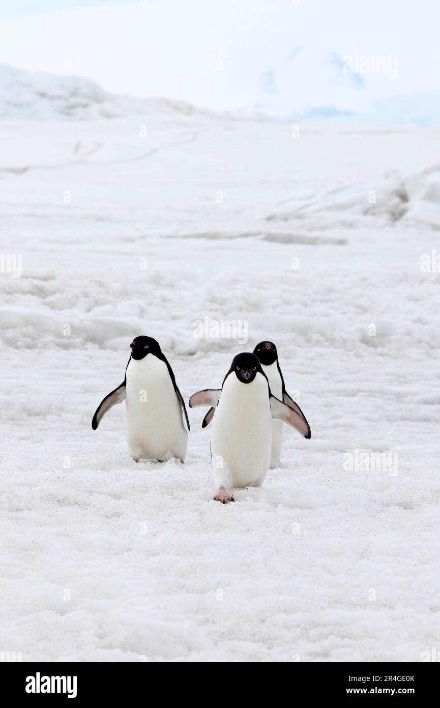 Adelie Penguin (Pygoscelis adeliae), groupe marchant dans la neige, l'Antarctique, l'île du diable, la mer de Weddell Banque D'Images