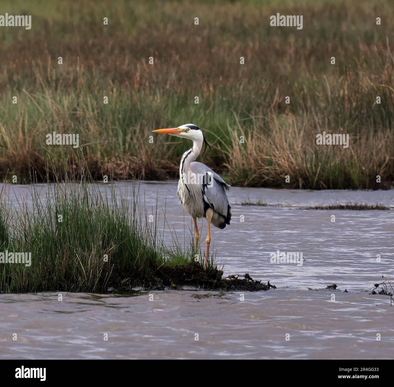 Un héron gris à la recherche de nourriture sur un marais salé côtier (Ardea cinerea) Banque D'Images