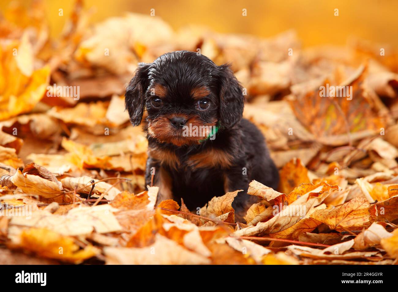 Cavalier King Charles, chiot, noir et brun clair, 5 semaines, feuilles d'automne Banque D'Images