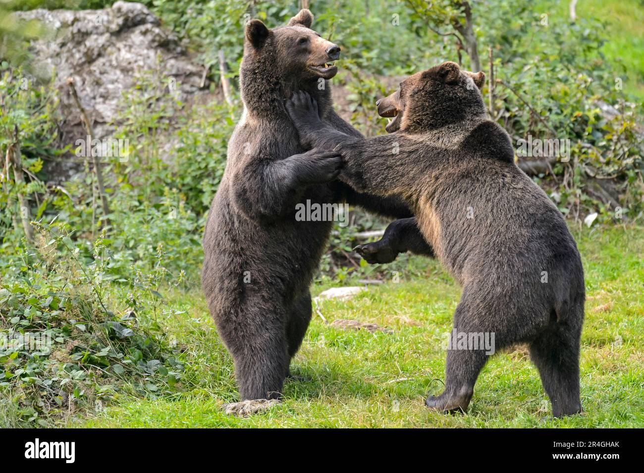 Ours brun européen (Ursus arctos), ours brun européen Banque D'Images