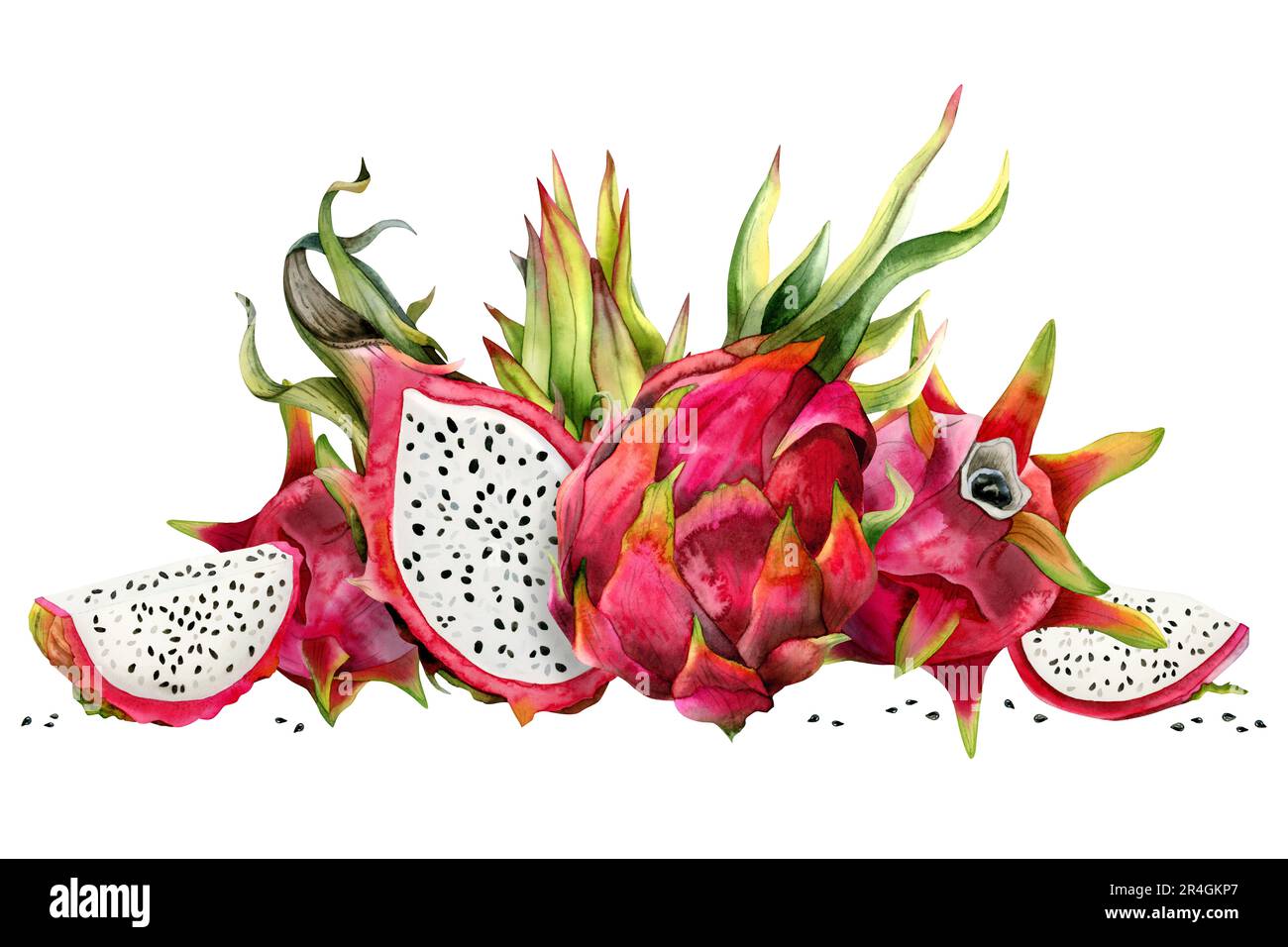 Fruits rouges dragon moitié pitahaya avec des tranches et des feuilles vertes aquarelle illustration. Bannière horizontale botanique Banque D'Images