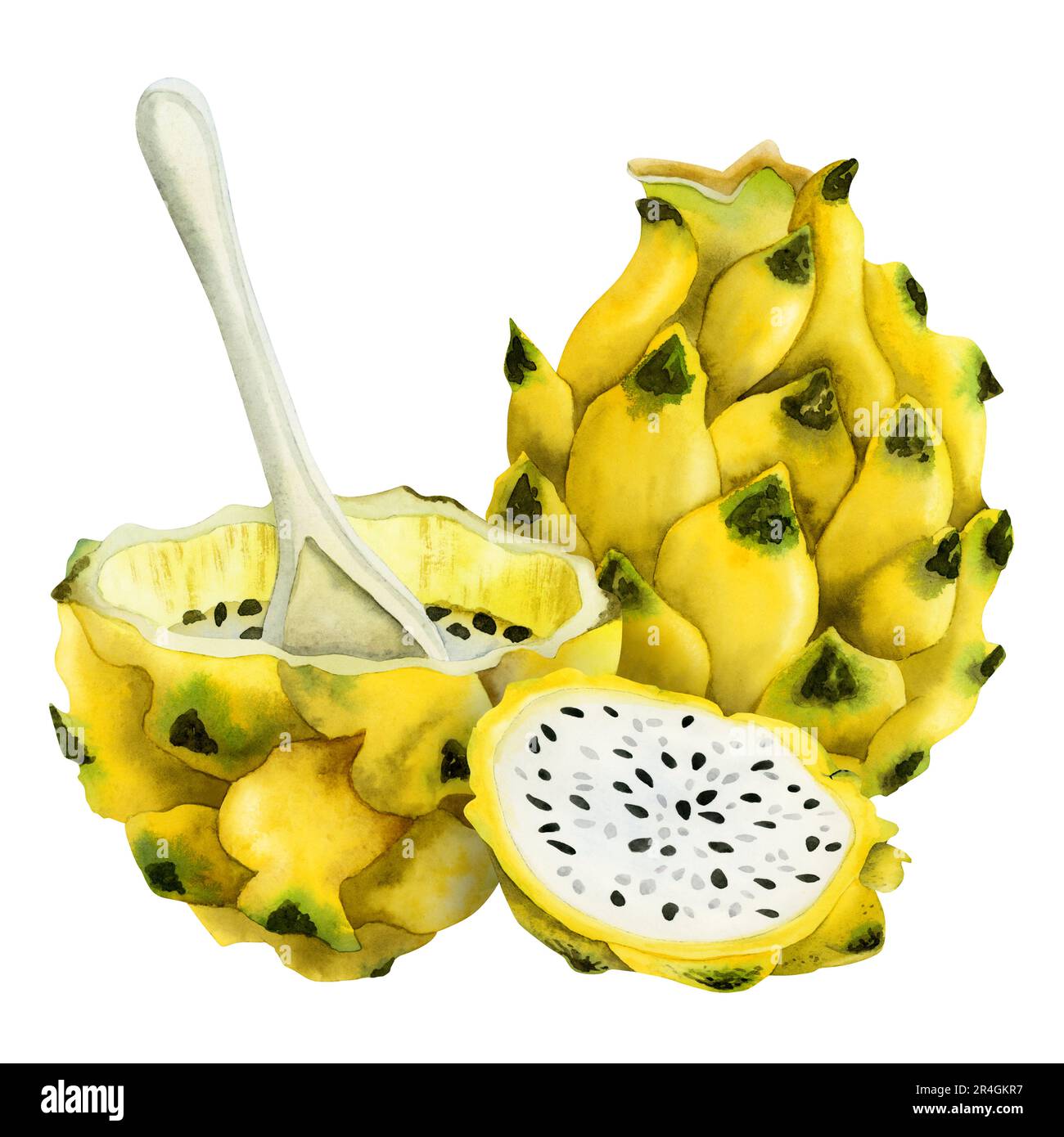 Illustration de l'aquarelle du dessert aux fruits du dragon jaune avec pitaya entière, moitié avec cuillère et tranche. Dessin réaliste Banque D'Images
