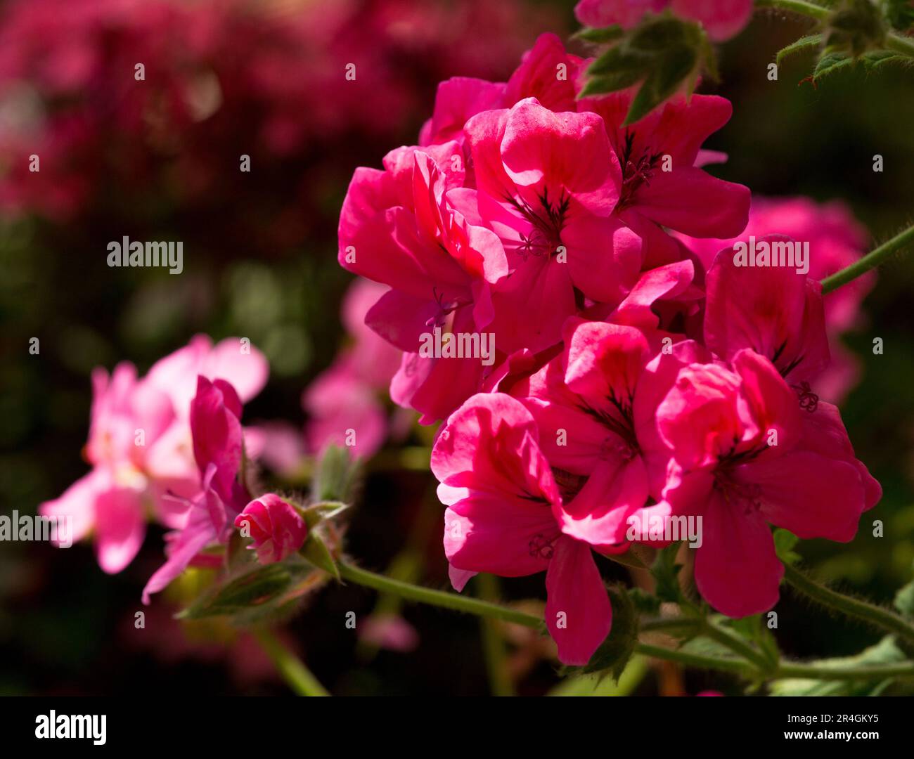 Pelargonium peltatum rose ou géranium de lierre, fleurs roses simples. Le feuillage est vert clair, charnel avec des lobes pointés. Banque D'Images