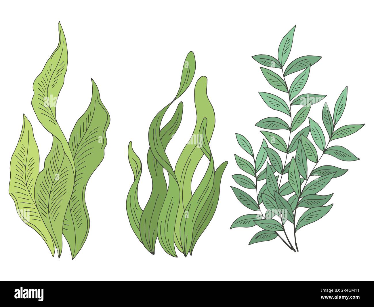 Jeu d'algues graphiques couleur isolée esquisse vecteur d'illustration Illustration de Vecteur