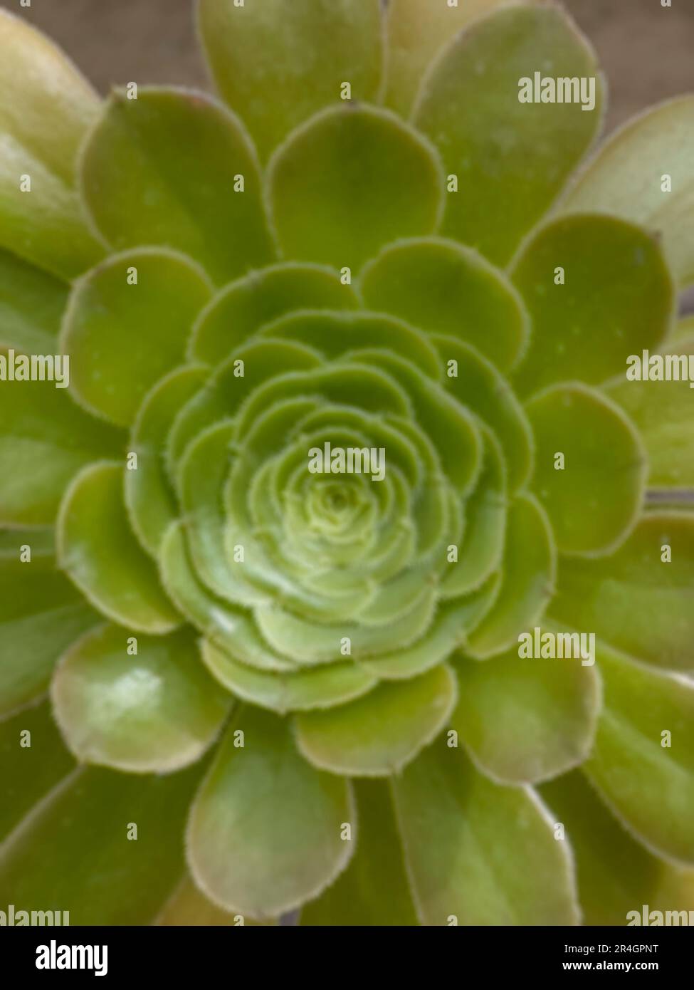 arrière-plan floral flou avec belle rosette succulente fleur de cactus. photo de motif floral flou avec fleur de rosette verte de près ou plante en na Banque D'Images