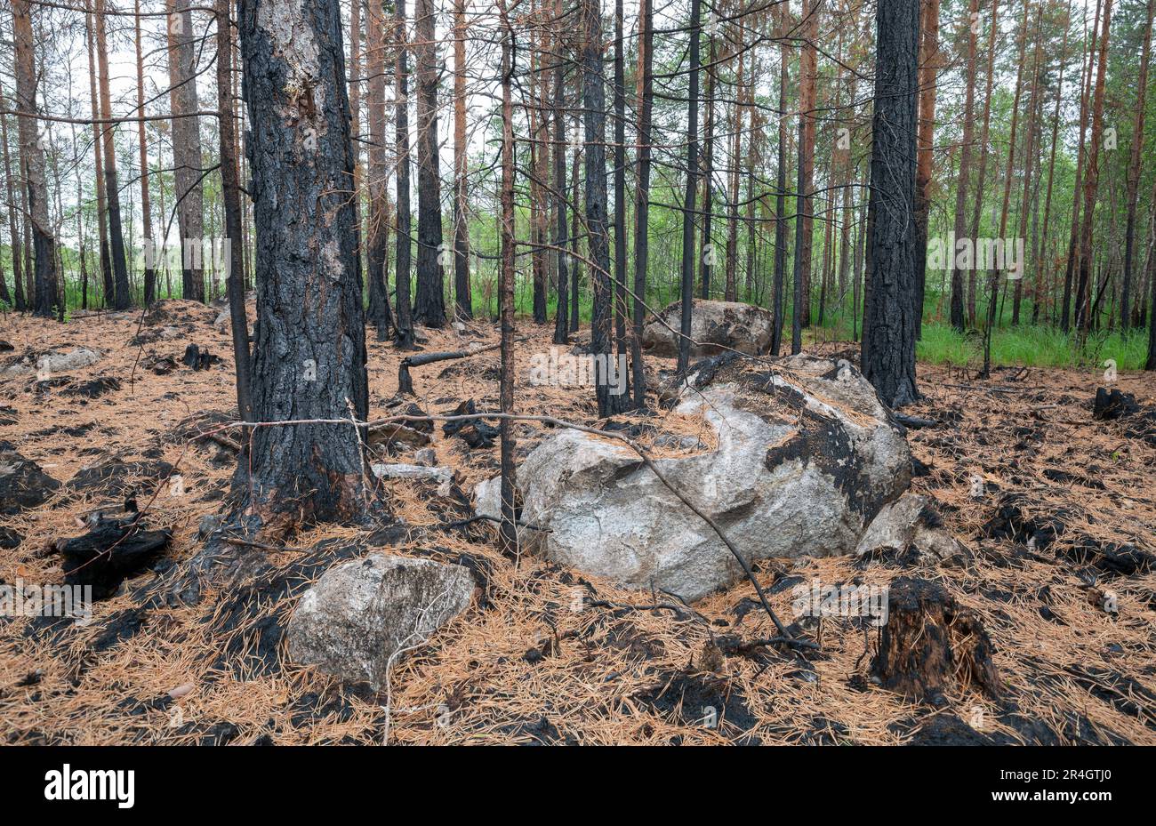 Pins brûlés après un incendie de forêt en suède, cet environnement est important pour de nombreux insectes Banque D'Images