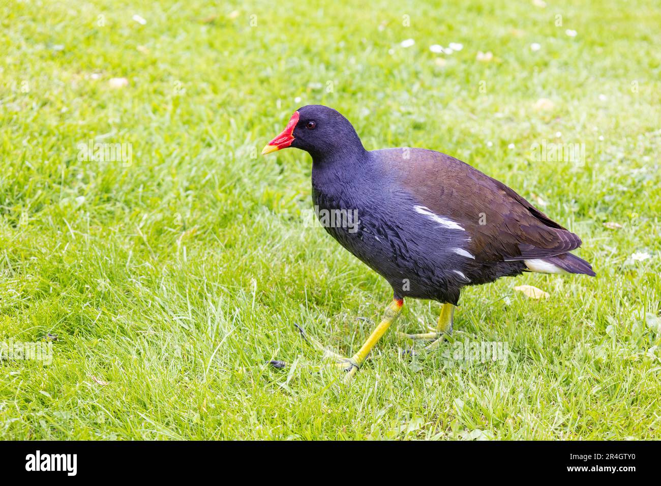 Une moorhen commune (Gallinula chloropus), également connue sous le nom de poule d'eau ou de poulet marécageux, marchant dans un pré Banque D'Images