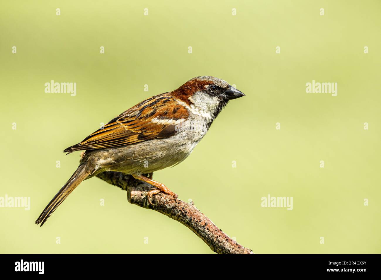 Un gros plan d'un seul Robin perché sur une branche d'arbre avec un fond propre et lisse Banque D'Images