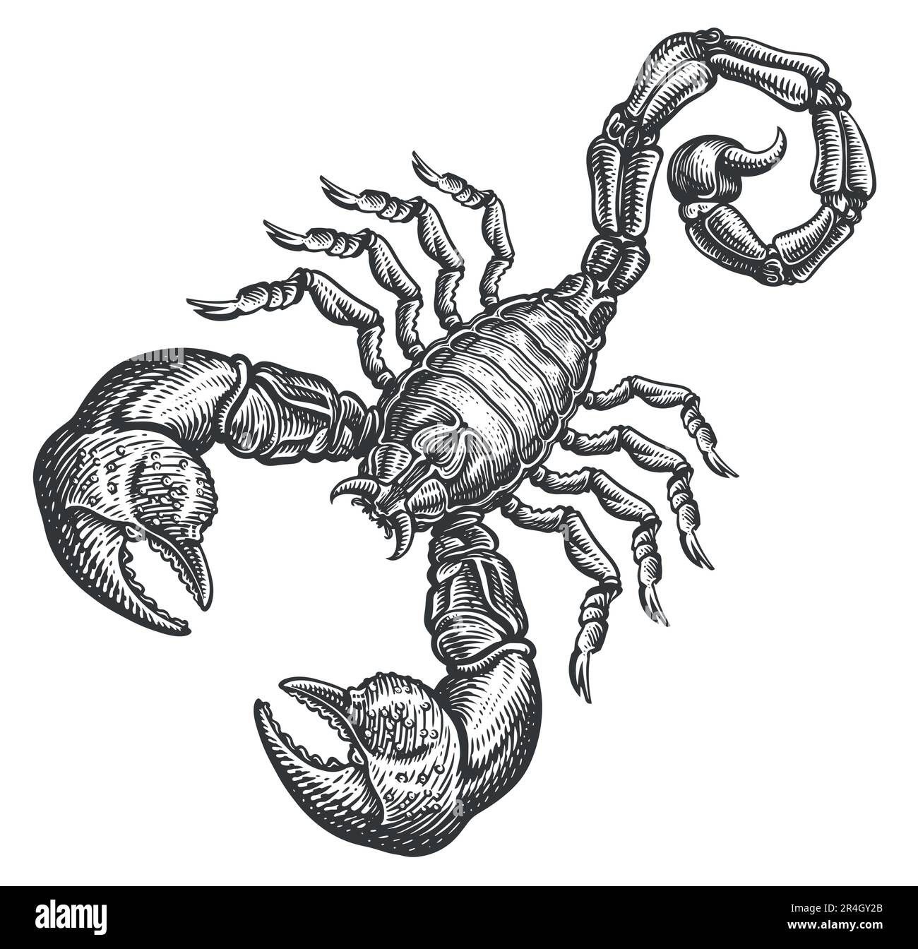 Scorpion avec piqûre. Illustration vectorielle dessinée à la main en style gravure. Croquis de tatouage animal totem Illustration de Vecteur