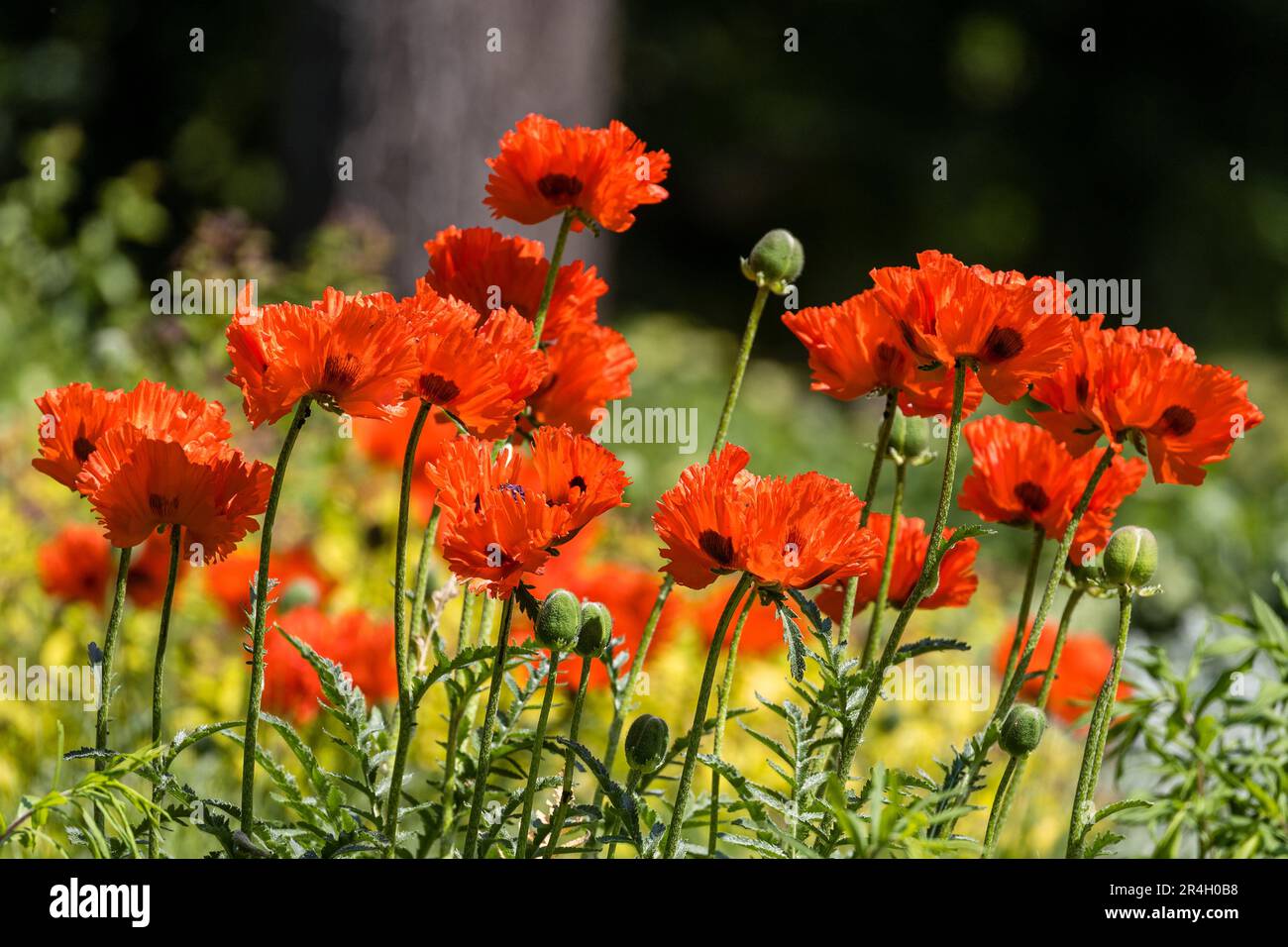 Senftenberg, Allemagne. 28th mai 2023. Une forme cultivée de pavot à maïs pousse dans un lit de fleurs. Credit: Frank Hammerschmidt/dpa - ATTENTION: Seulement pour usage éditorial dans le cadre de l'actuel reporting/dpa/Alamy Live News Banque D'Images